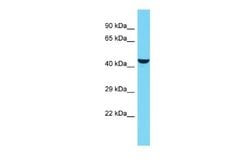 KIAA0513 Rabbit anti-Human, Polyclonal, Novus Biologicals 0.1ml; Unconjugated:Antibodies,